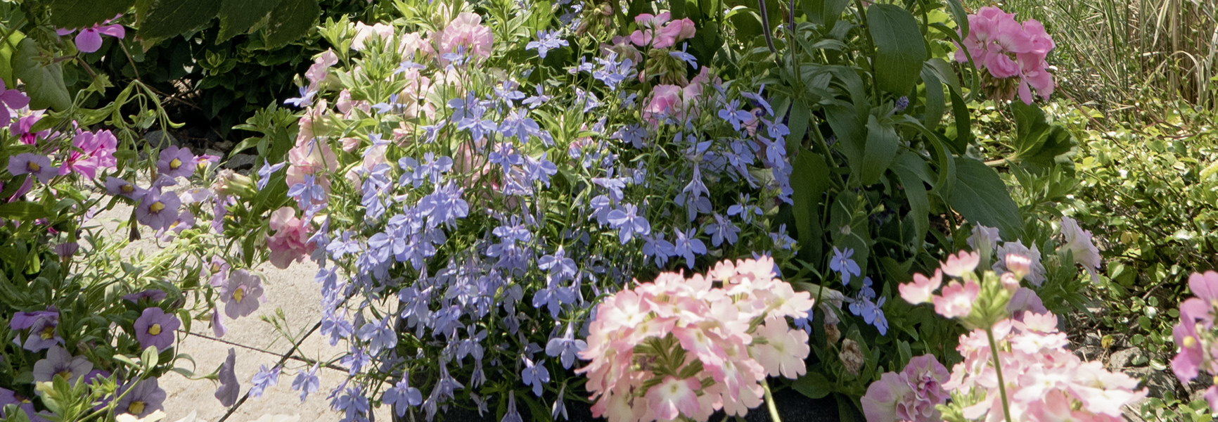 Sommerblumen von Martina Ziegler Gartenbau – Spezial-Kulturen 97350 Mainbernheim